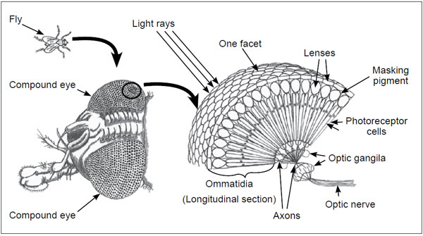 The compound eye of an insect