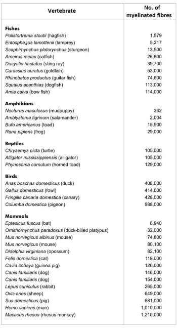 Mean numbers of myelinated fibres in the optic nerve of selected vertebrates.