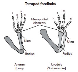 Limb design homology