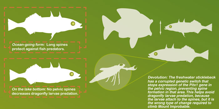 Stickleback diagram