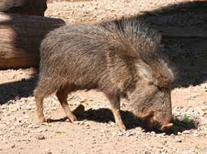 A Chacoan peccary Catagonus wagneri in Phoenix Zoo, Phoenix, AZ. This animal was once thought extinct and is similar to the peccary the Nebraska tooth came from.