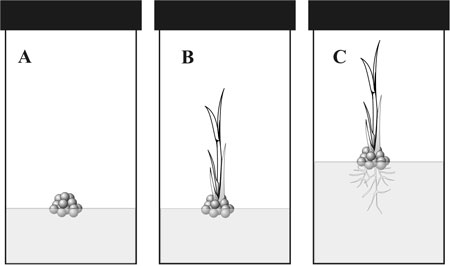 Plant tissue culture