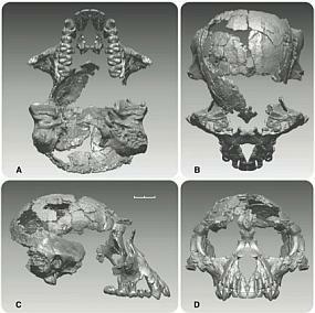 Ardipithecus ramidus