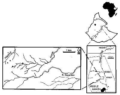 Location map showing where the A. Ramidus fossil remains were found