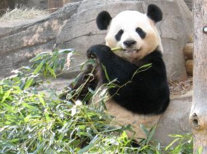 Only the giant panda (see The bamboozling panda) and its possible relative, the red panda (see ‘Panda’monium), have a ‘thumb’.