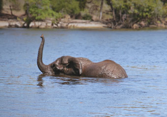 elephant-swimming