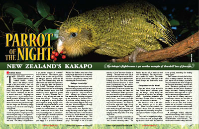 kakapo bird