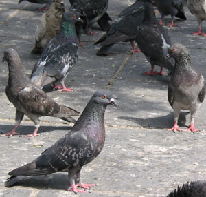 Pigeon experiments have always shown that variation has limits, so if anything they are evidence against Darwinism.