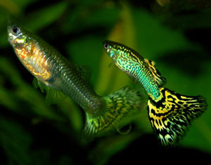 Guppies