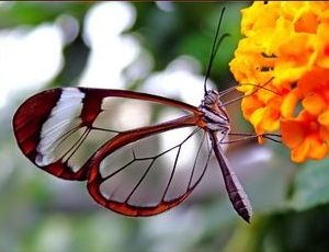 Glasswing butterfly