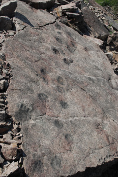 Figure 2. Limestone slab from Poland with fossil footprints. (Piotr Szrek, Uppsala University)