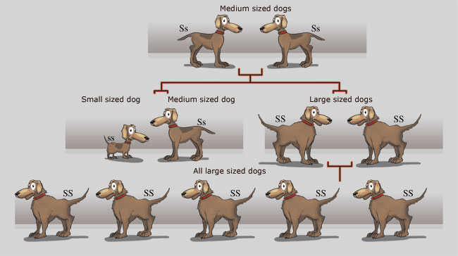 Artificial selection depletes information