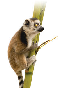 Lemur