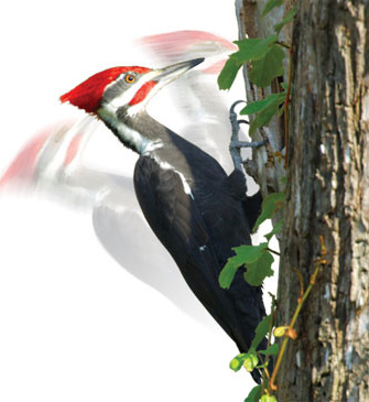 Woodpecker