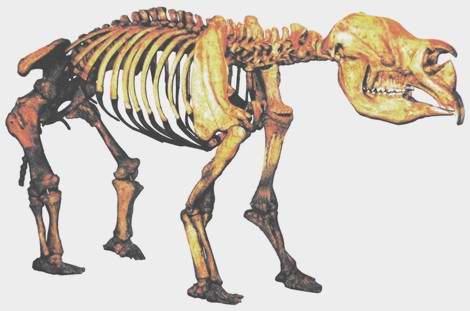 Uniformitarians believe that Diprotodon australis, one of the Australian Ice Age megafauna that died out towards the end of the Ice Age in Australia, went extinct about 40,000 years ago. The largest Diprotodon fossils found have been up to 3 m long and 2 m tall at the shoulder.