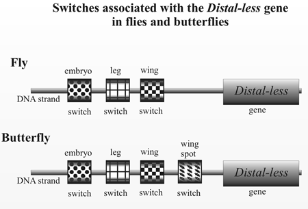 Distal-less gene