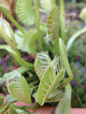 Venus Flytrap