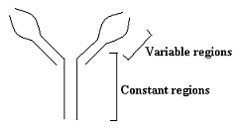 The immunoglobulin G molecule is made of two longer heavy chains and two shorter light chains.