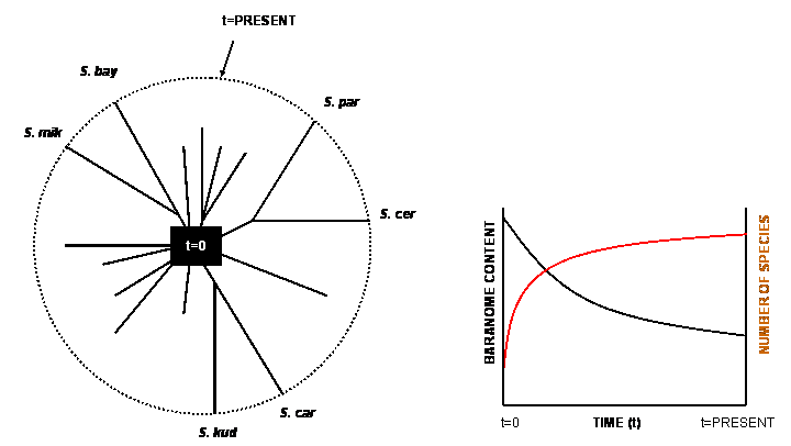 Left panel: Adaptive radiation from one single pluripotent baranome. The figure shows a hypothetical model for the radiation of the Saccharomyces bn into the six Saccharomyces species we observe today. Initially, the uncommitted pluripotent baranome radiated in all possible directions. Due to intrinsic mechanisms, variation is constantly generated but slowed down over time because of the redundant character of the variation-inducing genetic elements (and were easily lost). Speciation may occur when a reproductive barrier is thrown up, for instance as the result of chromosomal rearrangements. Genetic elements that facilitate variation are specified in the genome and there is no need for the millions of years that are required for Darwinian evolution. This is clear from the long-running (20 years) evolutionary experiments which show that the major adaptive changes occurred during the first 2 years.35 Right panel: Hypothetical time courses for the total amount of information in a baranome (black line) and the number of species derived from that baranome (pale line). Over time there is a tendency to lose biological information with an increase of the number of species.