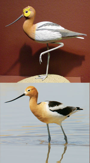 Avocet-Milwaukee