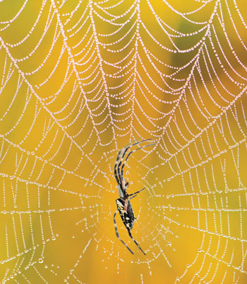 Spider Silk Is Strong Because It's Smart