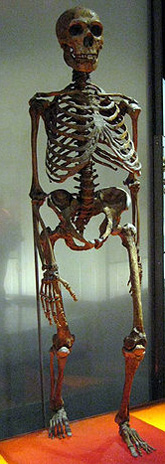 Neandertal reconstruction with bent knees