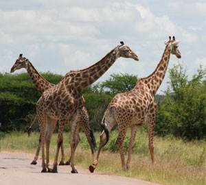 Dembski and Wells argue that the giraffe poses a problem for Darwinism: the individual components of the giraffe’s ‘adaptational package’ do not serve any purpose until the whole system is in place. So how could natural selection have ‘selected’ for the giraffe’s ‘package’?