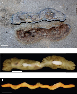 One of the macrofossil specimens. 