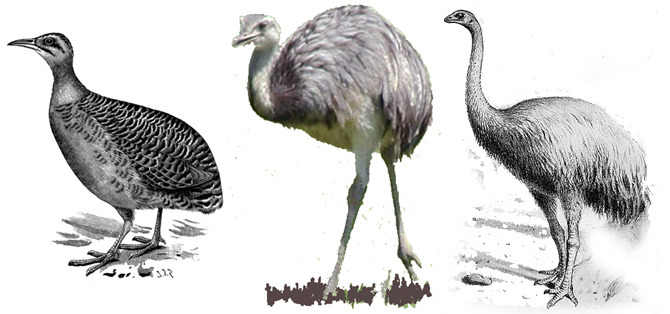 Despite many similarities, biologists did not consider the rhea to be a close relative of the tinamou, which also lives in South America, as the tinamou can fly, but the rhea cannot. But DNA comparisons are forcing evolutionists to dramatically rethink the origin of flightless birds—even linking New Zealand’s moa to the tinamou.