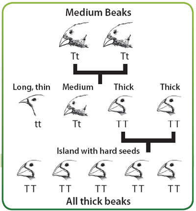 Sorting of pre-existing genes could produce variety in beak shapes.  Then natural selection could remove information for thin beaks.