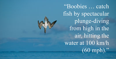 Booby catch fish