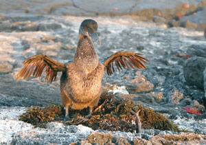 Flightless cormorant 