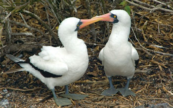 Masked booby