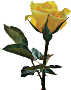 flower-single-yellow-rose