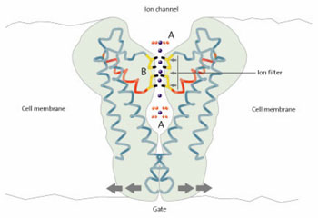 Potassium ion channel