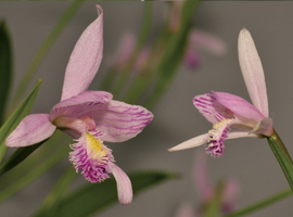 Pogonia-japonica