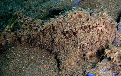 An incredibly well camouflaged blackspot anglerfish, Tathicarpus butleri.