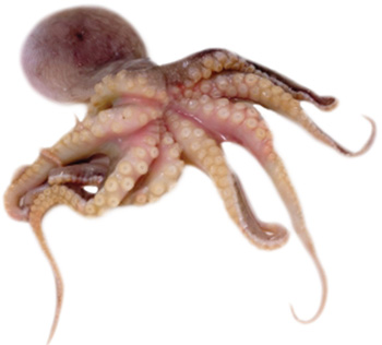 Octopus