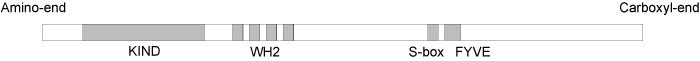 The domain organization of spire family of proteins.