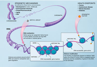 Epigenetic mechanisms