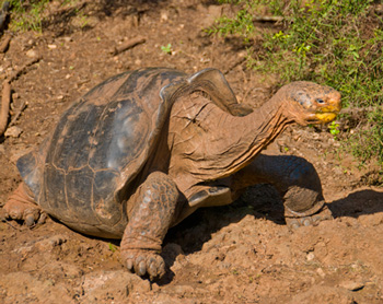 Tortoise of the Galapagos