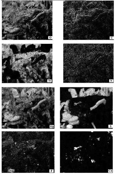 Figure 1.Backscatter Electron Detector image along with 2-D x-ray maps showing distribution of elements O, C, Si, N, Mg, S, F, and Ca. Relative abundances can be inferred from atom density scans—the lighter the shade, the higher the concentration of a particular element. After Hoover, ref. 2.