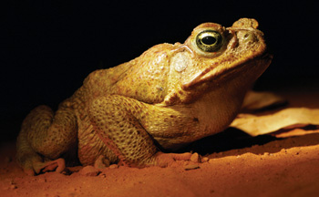 Cane toad