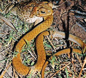 Toad eating keelback