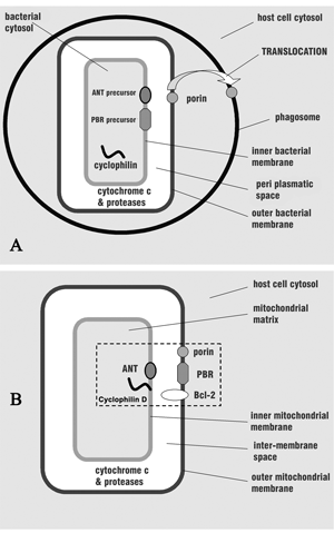 Kroemer’s model