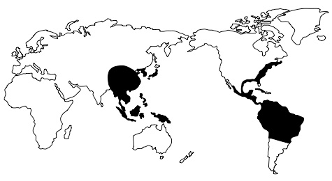 Distribution of the plant genus Clethra