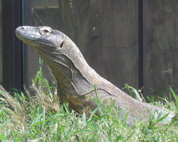 Lizard parthenogenesis is a built-in ‘fall-back’ enabling isolated females to propagate in the absence of males. New Scientist blunders on pioneer plants.