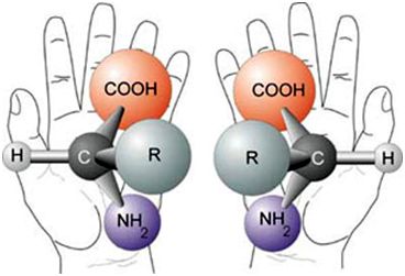 The chirality of typical amino acids.