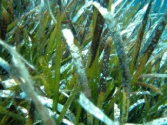 Posidonia oceanica