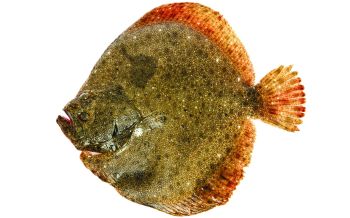 8503-flatfish